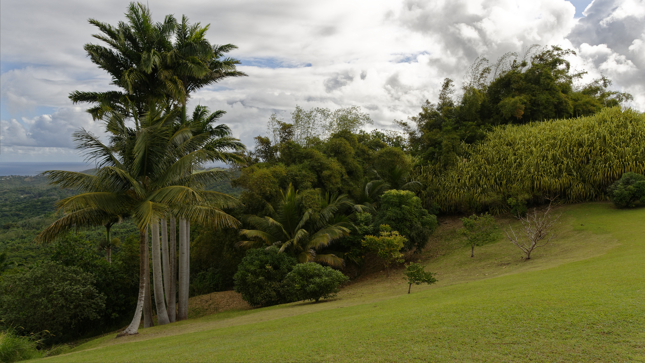 20190202-090142••Welchman Hall•Saint Thomas•Barbados
